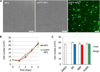 Pharmacological Modulation of Neurite Outgrowth in Human Neural Progenitor Cells by Inhibiting Non-muscle Myosin II